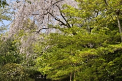 IMG_20250419_125447