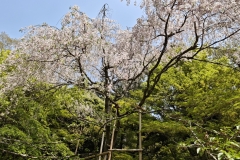 IMG_20250419_125531