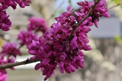IMG_20250419_145634