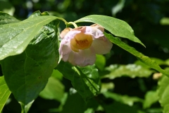Calycanthus chinensis