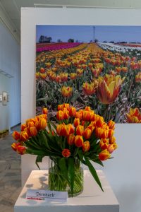 kolorowe tulipany w wazonach