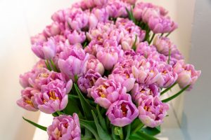 zbliżenie na tulipany