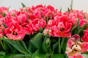 zbliżenie na tulipany