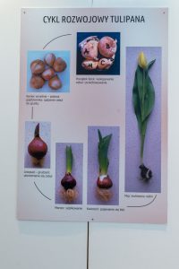 tablica prezentująca cykl rozwojowy tulipana