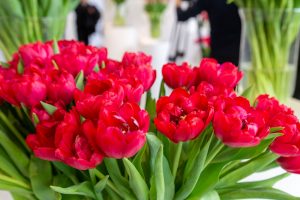 zbliżenie na czerwone tulipany