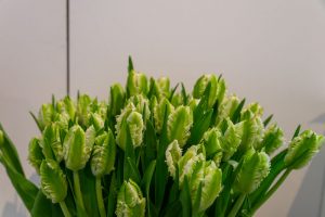 zbliżenie na tulipany