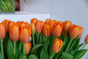 zbliżenie na pomarańczowe tulipany