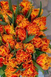 zbliżenie na tulipany