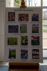 tablica pokazująca proces pędzenia tulipana na kwiat cięty