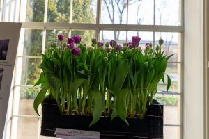 tulipany odmiany 'Castella' rosnące w skrzynce