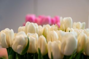 Zbliżenie na tulipany