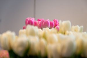 Zbliżenie na tulipany