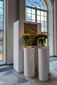 tulipany na podestach w oranżerii