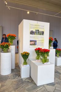 tablica informacyjna otoczona tulipanami w wazonach