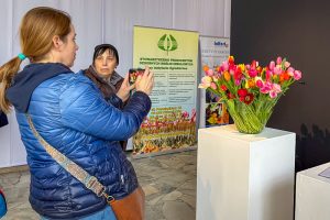 kolorowe tulipany w szklanym wazonie