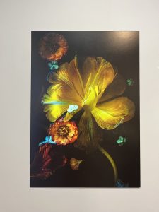 wystawa fotografii Magdy Wasiczek